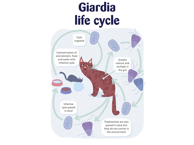 Giardia Life Cycle, A4 infographic, Cats Protection
