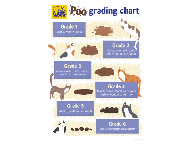 Poo Grading Chart, A4 infographic, Cats Protection